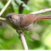 burung flamboyan jantan mulus