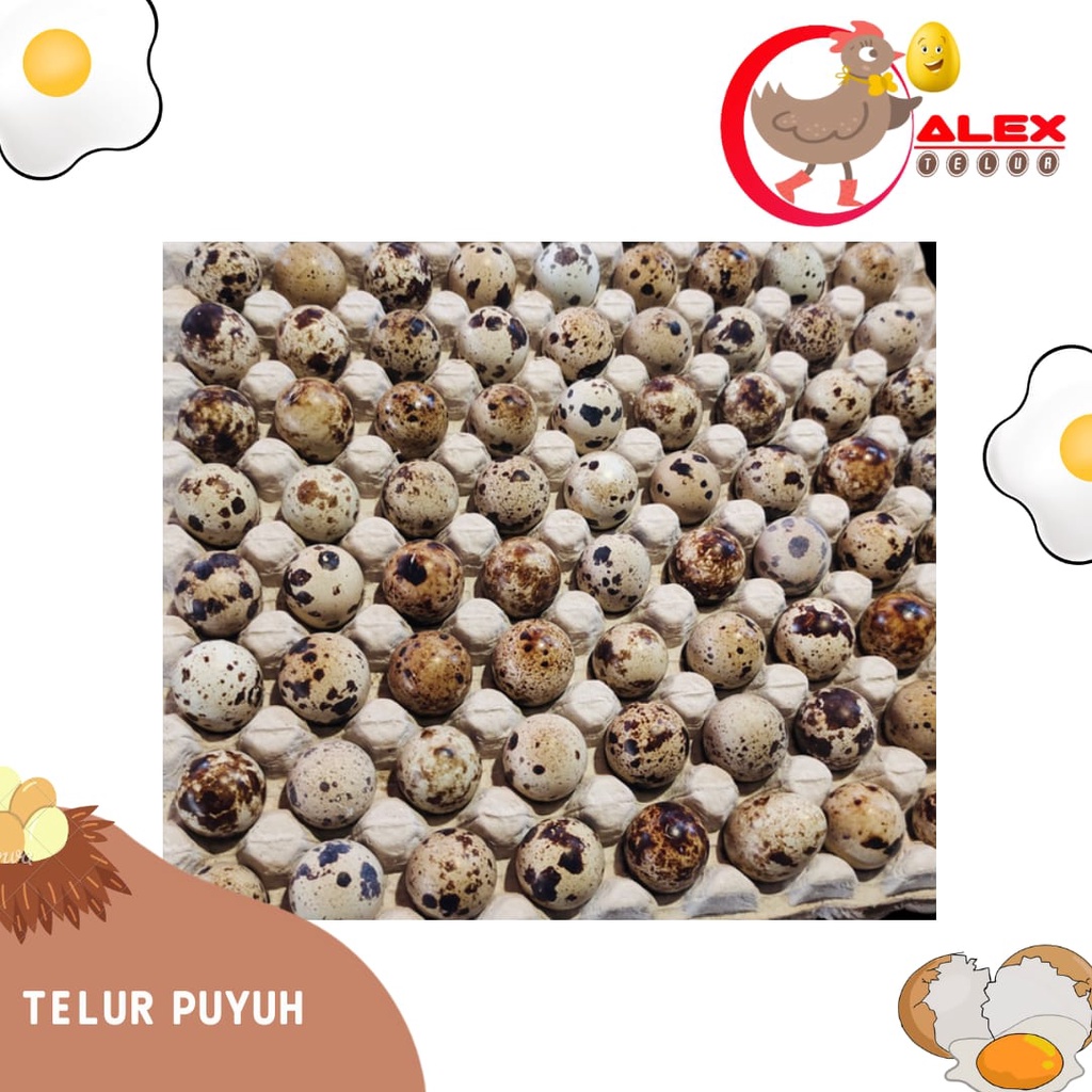 

Telur Puyuh Fresh / KG