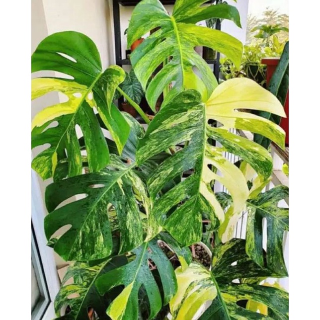 Monstera Epipremnum aureum/Giant sirih gading kuning jumbo