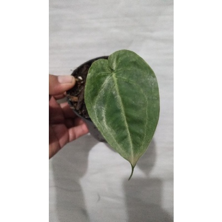 syngonium frosted heart ekonomis