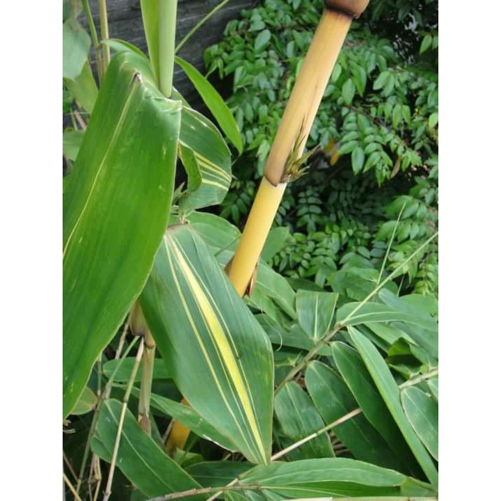 

Daun bambu kuning segar 100 gram
