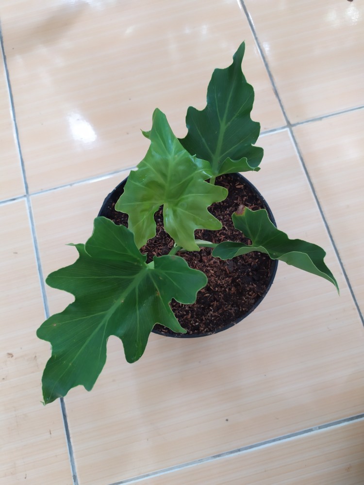 Philodendron Selloum/philodendron Jari/philodendron