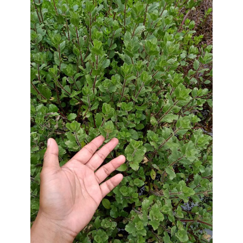 Hygrophila Difformis / Water Wisteria Tanaman Aquatic