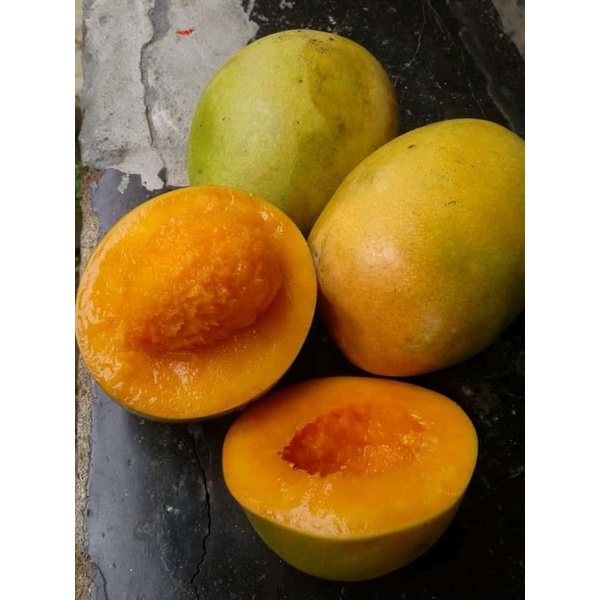 bibit mangga lalijiwo mudah berbuah