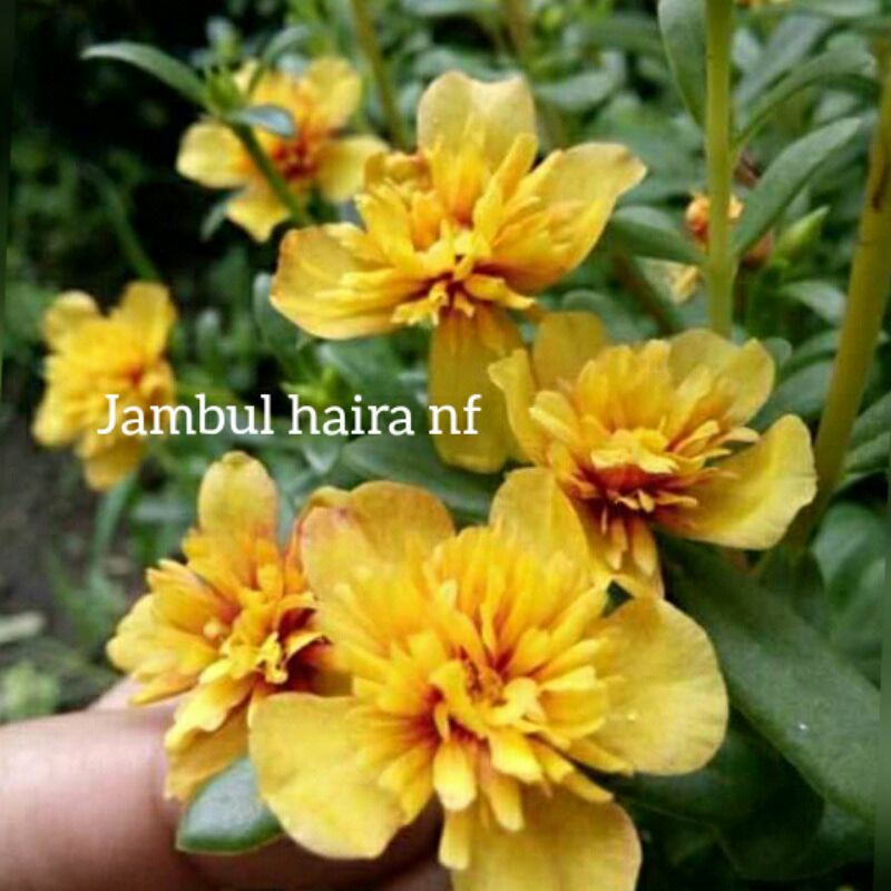 bunga krokot jambul haira nf