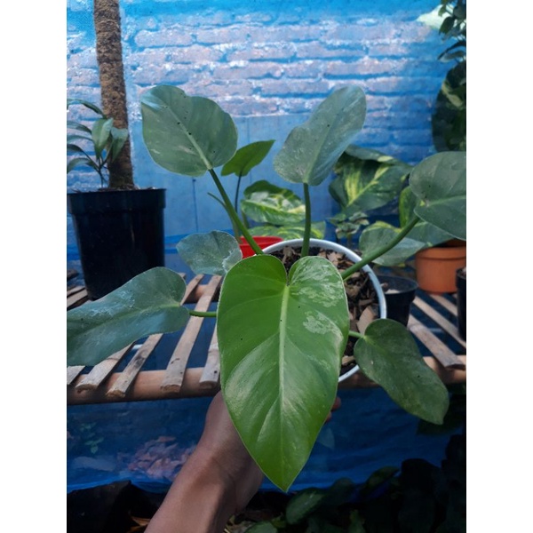 Tanaman Hias Philo Giganteum Variegata atau Philo Marble