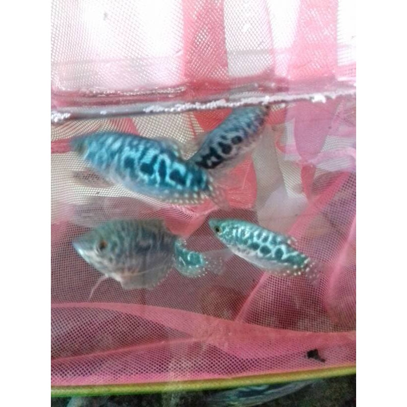 Ikan Hias Sepat Biru Shopee Indonesia