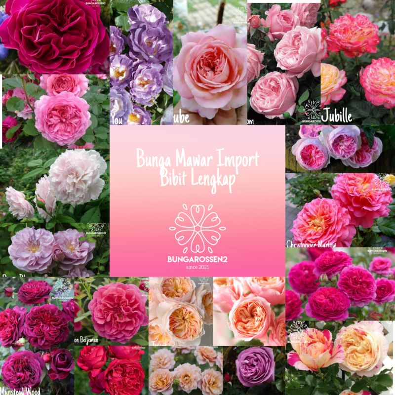 Mawar Import Murah - Tanaman Hias Mawar Import - Mawar Import(bibit)