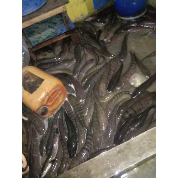 

gabus hidup/ fillet