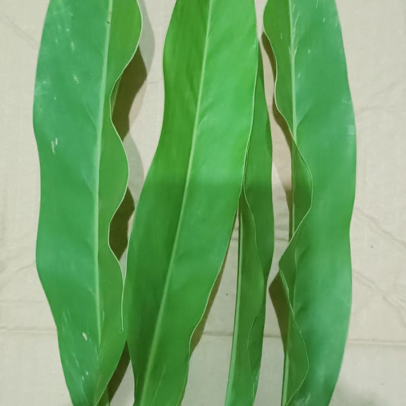 

DAUN LAOS, LENGKUAS, LAJA SEGAR ORGANIK 300gr