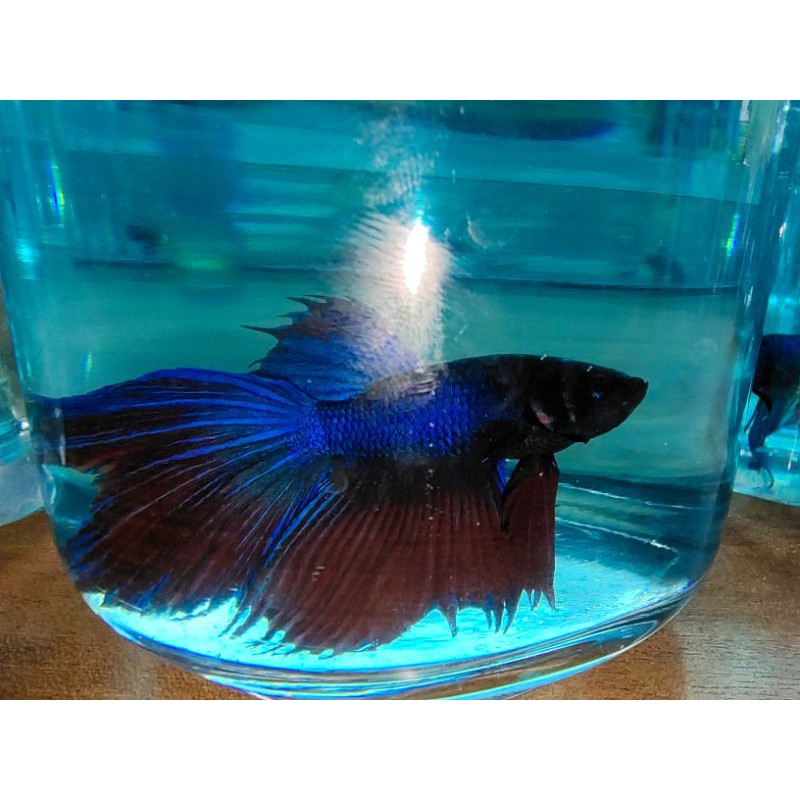 IkanCupang Veil Tail