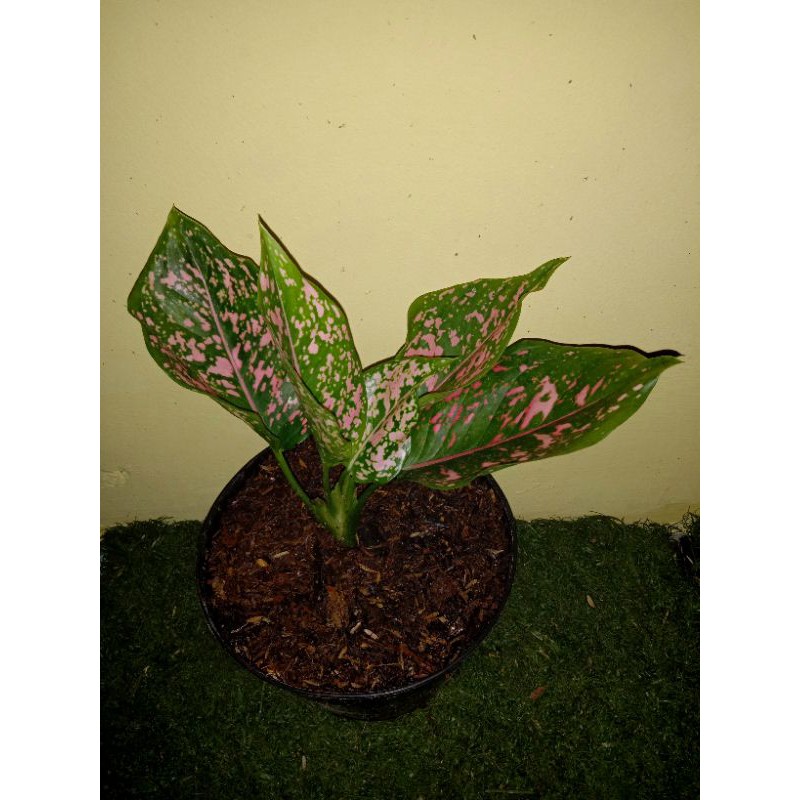 AGLAONEMA PINK DALMATION