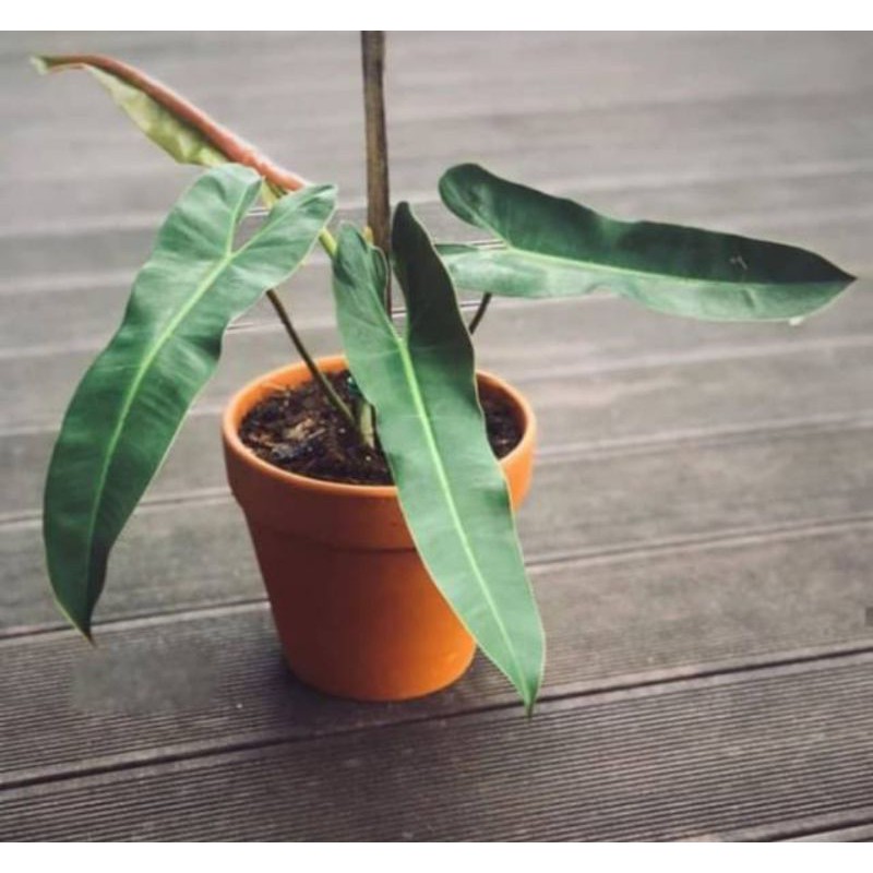 Tanaman philodendron kabel busi  X billitiae