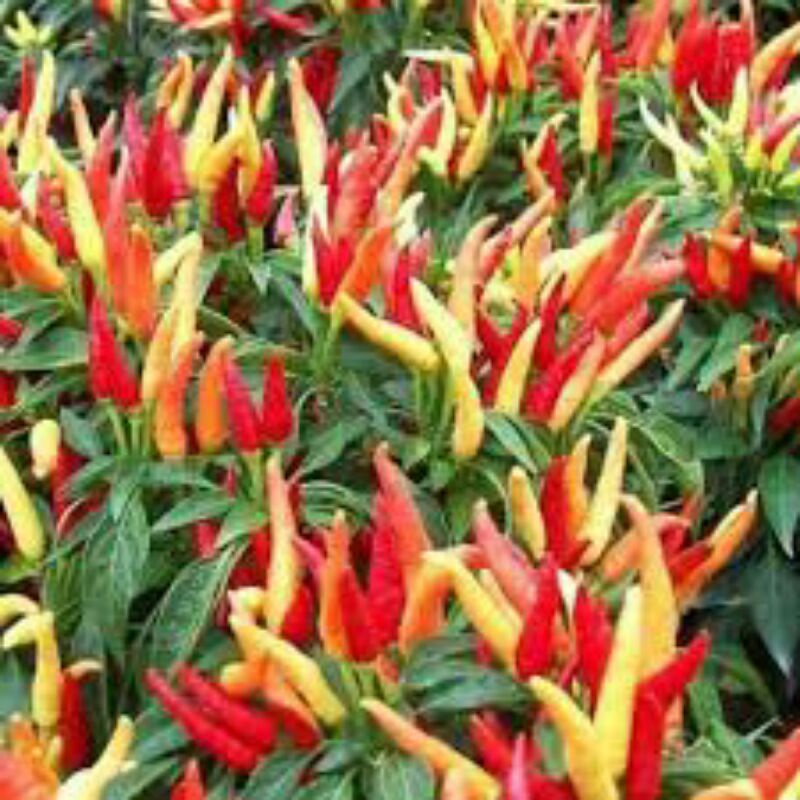 Benih cabe rawit setan - benih cabe pedas