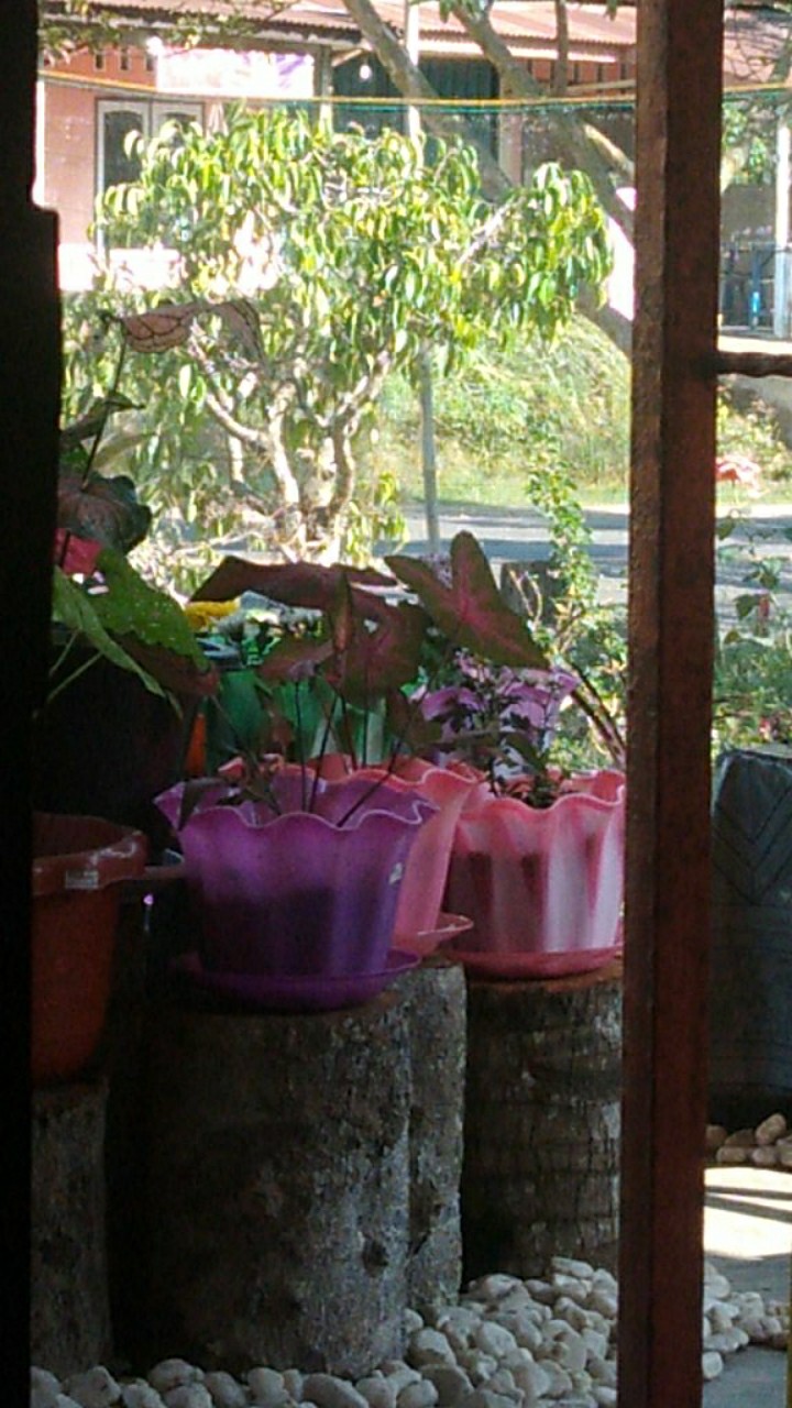 Tanaman Bunga Keladi Tikus Variegata