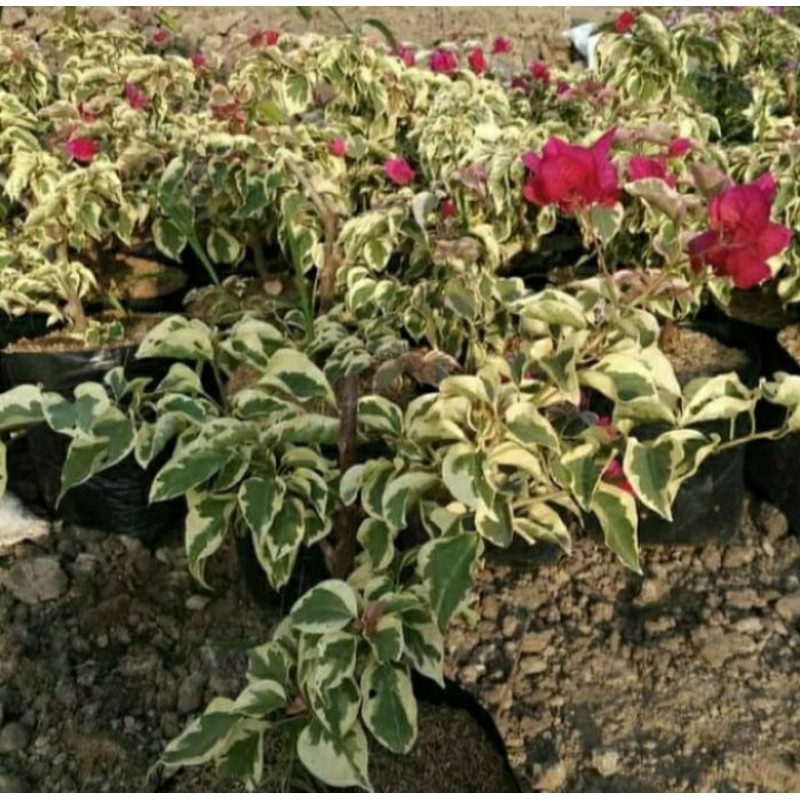 tanaman hias Bougenville merah varigata