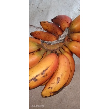 

satu sisir pisang merah