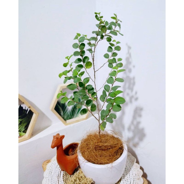 Tanaman herbal daun bidara