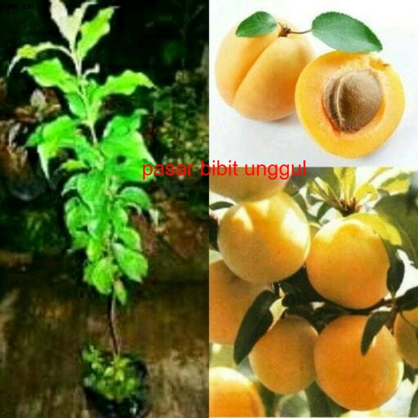 Bibit Buah Date Plum Persimmon Fruit - Bibit Tanaman Buah Plum Kuning- Bibit Buah Date Plum Yellow-C