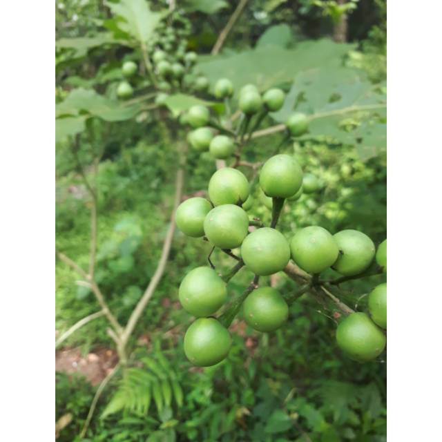 

Fromoo buah tekokak muda atau cepokak segar fresh