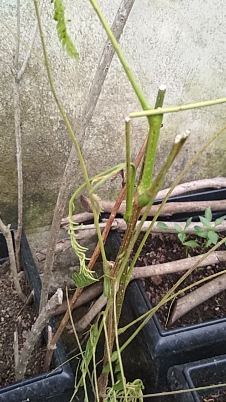 Bibit Tanaman Pete/petai