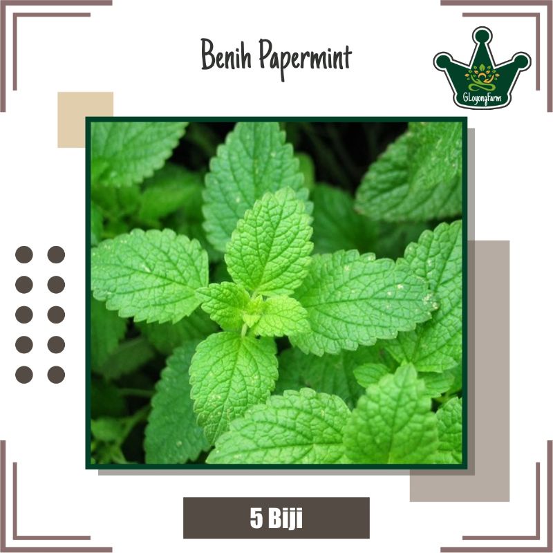 Benih Sayuran Selada Brokoli Kangkung Bayam Seledri Kubis BungaKol Pakcoy Caisim Kailan-Paper Mint