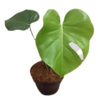 Monstera - Philodendron Monstera - bibit bunga murah