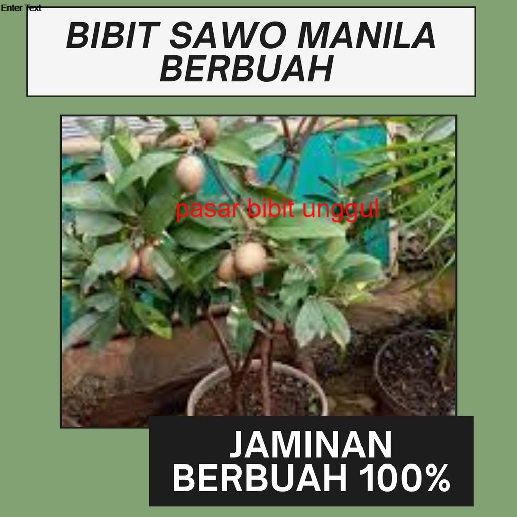 Bibit Buah Sawo Manila Sudah Berbunga/Berbuah-Bibit Tanaman Buah Sawo Manila Berbuah-Bibit Sawo Mani