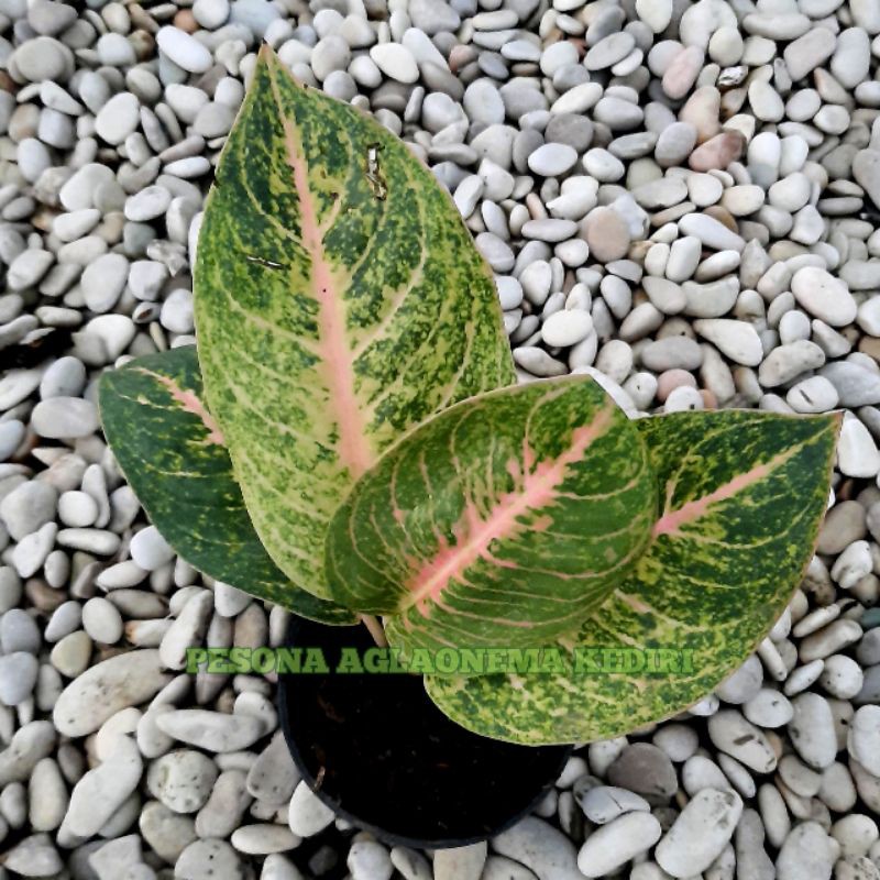 [✅COD] AGLONEMA HARLEQUEEN / TANAMAN HIAS AGLAONEMA MURAH
