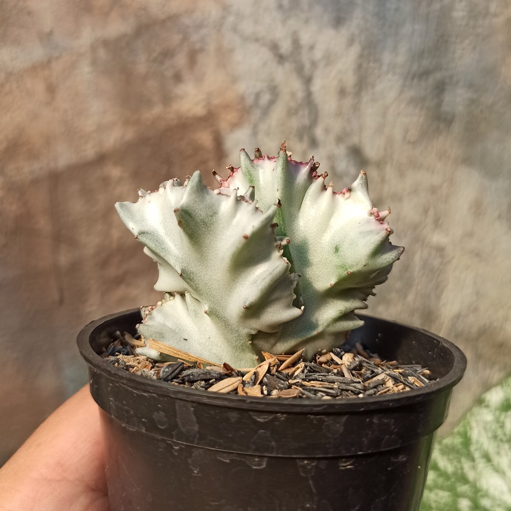 Kaktus Sukulen | 320. Euphorbia White Lactea
