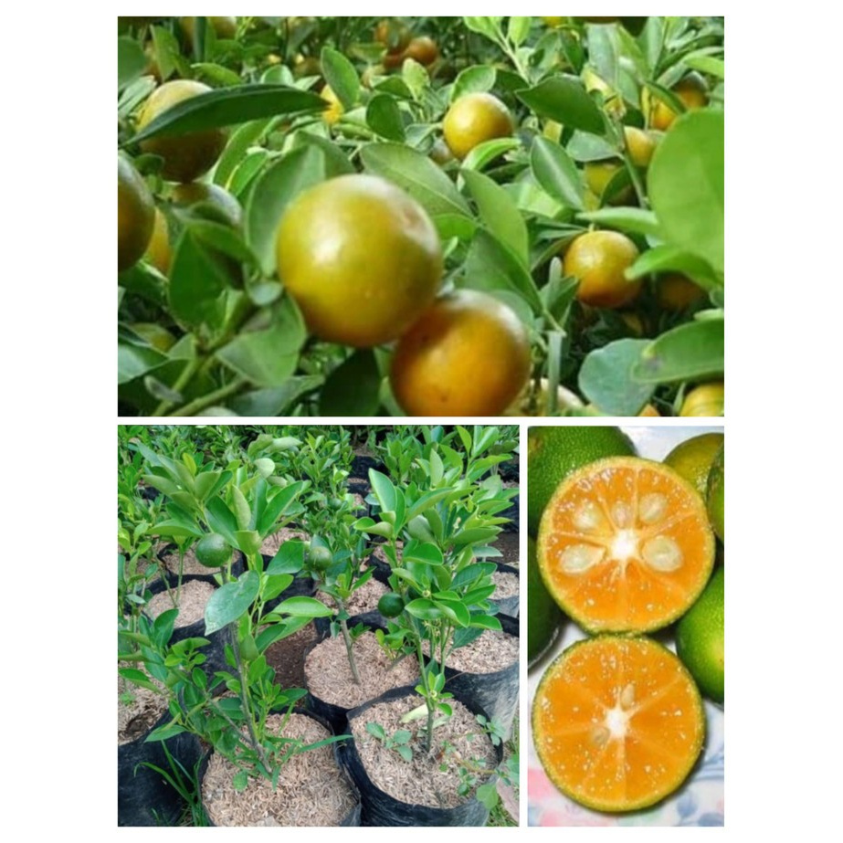 Bibit jeruk kasturi - lemon cui jeruk peras