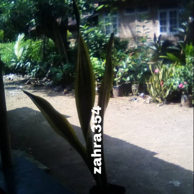 BIBIT LIDAH MERTUA // BUNGA LIDAH MERTUA // TANAMAN LIDAH MERTUA