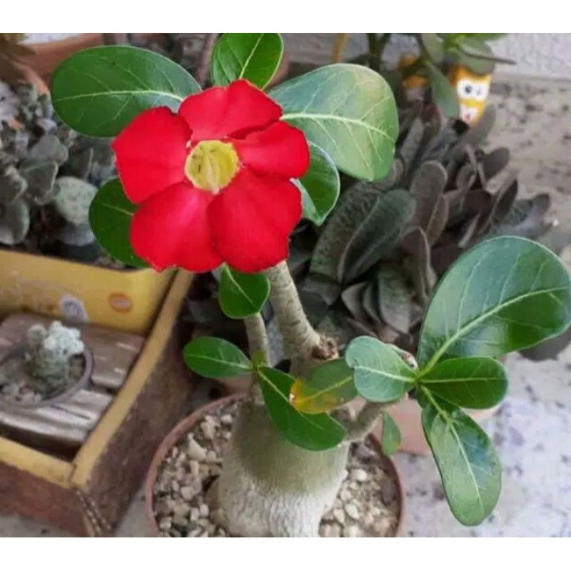 Bibit tanaman adenium bunga merah bonggol besar bahan bonsai kamboja