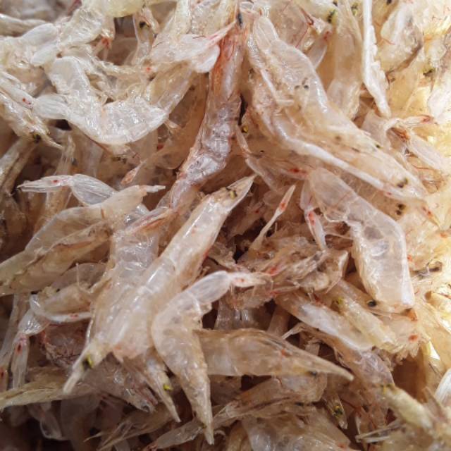 

Udang rebon tawar