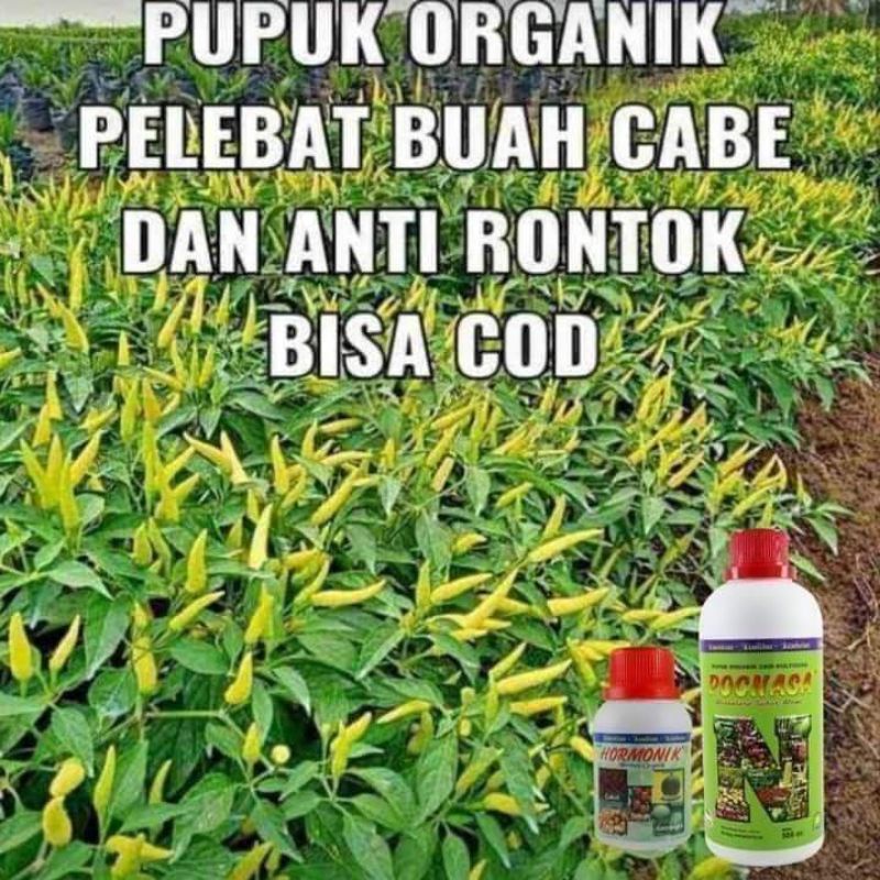 pupuk pelebat buah nasa