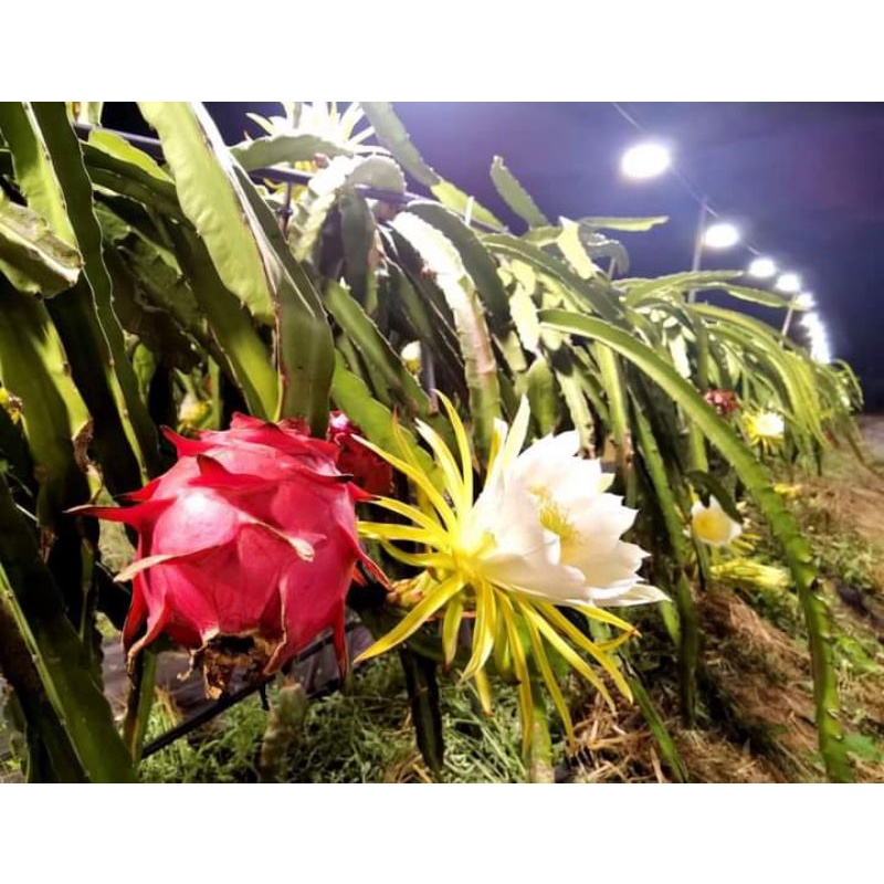 TERMURAH DI SHOPEE Bibit Buah Naga Merah, Bibit Stek Buah Naga, Buah Naga Merah