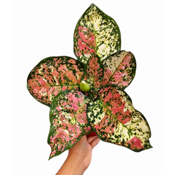 Aglonema tri color (Tanaman hias aglaonema tri color) - tanaman hias hidup - bunga hidup - bunga agl