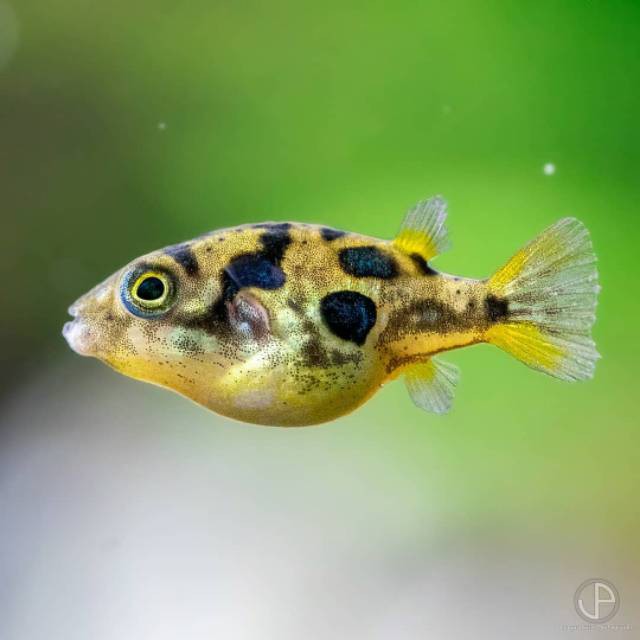 IKAN MINI PUFFER / MINI PUFFER FISH / PEMAKAN KEONG