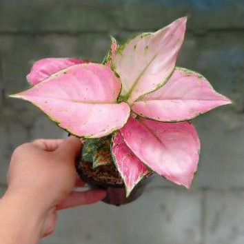 AGLAONEMA PINK KATRINA