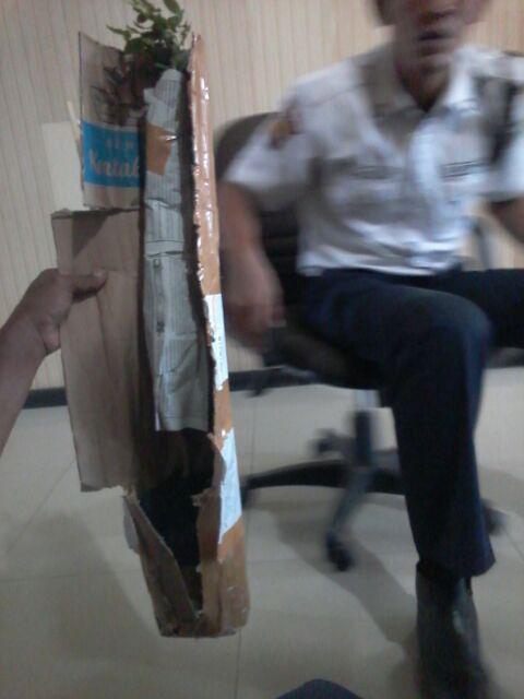 Bibit Anggur Brazil