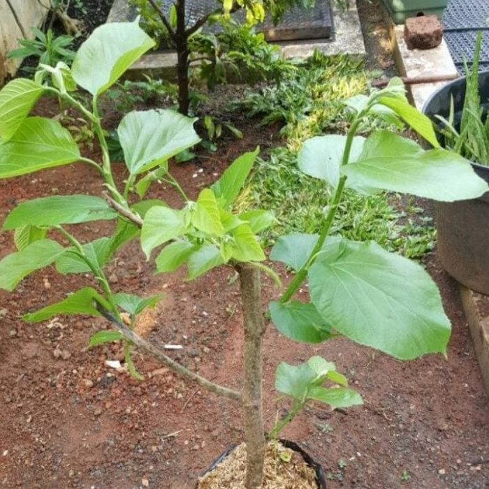 Pohon murbei - Tanaman herbal murbei