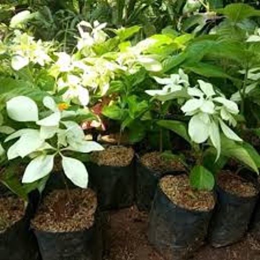 Tanaman Hias Bunga Nusa Indah / Tanaman Nusa Indah / Pohon Nusa Indah Murah / Bibit Tanaman Bunga Nu