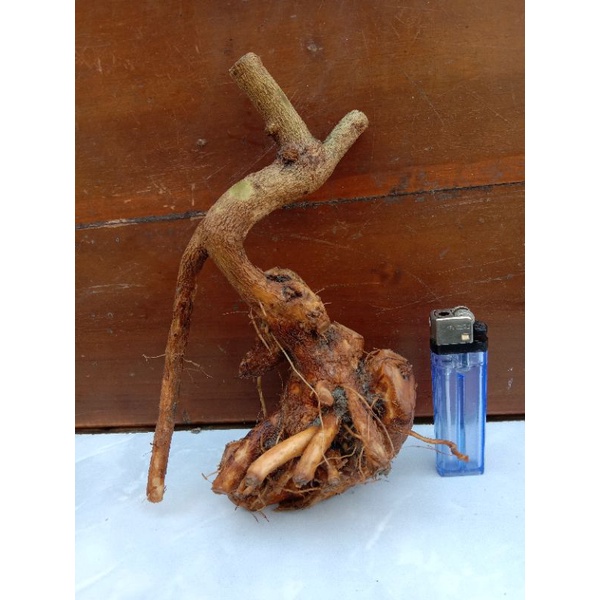 Bahan bonsai lantana/trembelekan bunga ungu subur berkarakter.