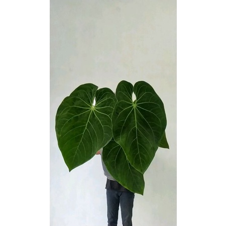 anturium kuping gajah magnifikum verde