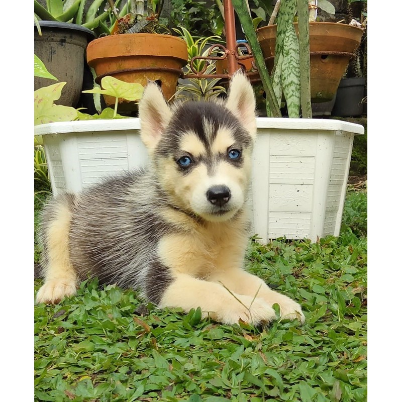 anjing siberian husky stambum