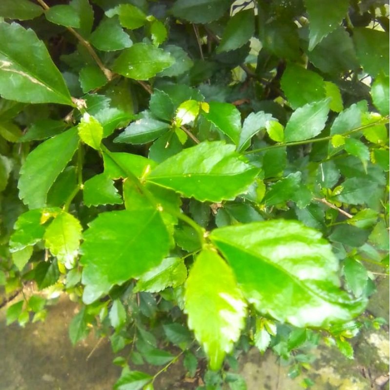 

Daun hijau belum kering Unfaedah