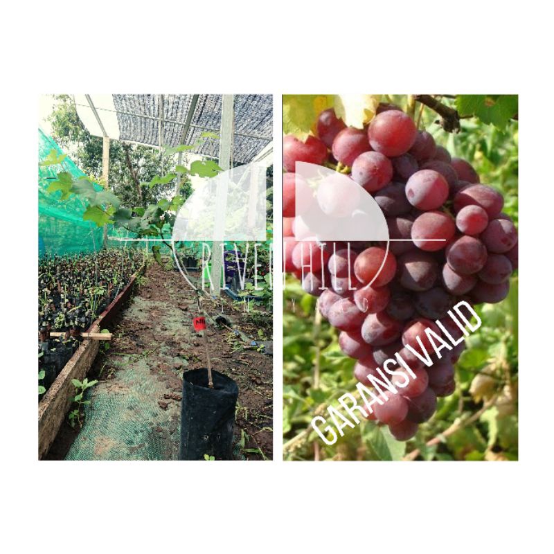 BIBIT ANGGUR IMPORT NINEL DENGAN ROOTSTOCK KOBER5BB