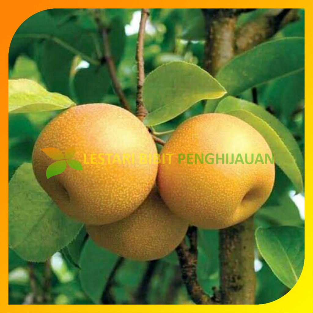 Jual Bibit Tanaman Pir Dataran rendah / Pear Nashi Shopee Indonesia