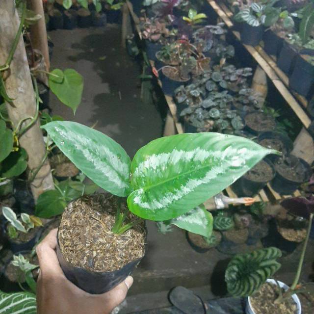 Tanaman hias hamalomena