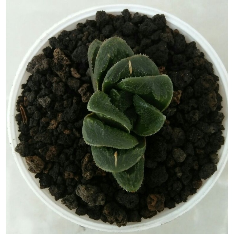 haworthia truncata hybrid